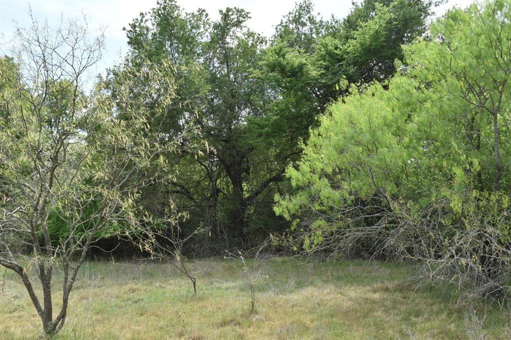 Tbd Mitchell Road Kosse, TX 76653 - Photo 4 of 30 View of local wilderness