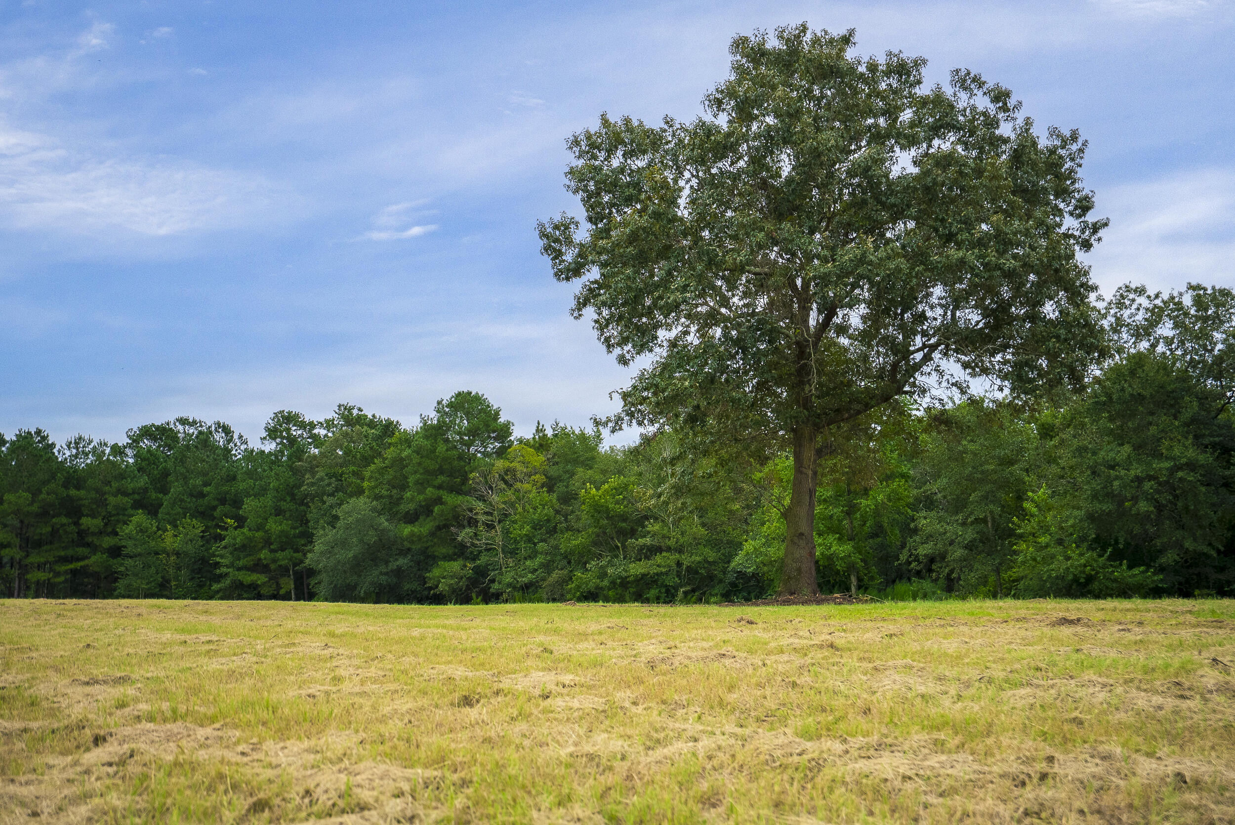 0 Cedar Creek Road Windsor, SC 29856 - Photo 16 of 31 Gallery Image 16