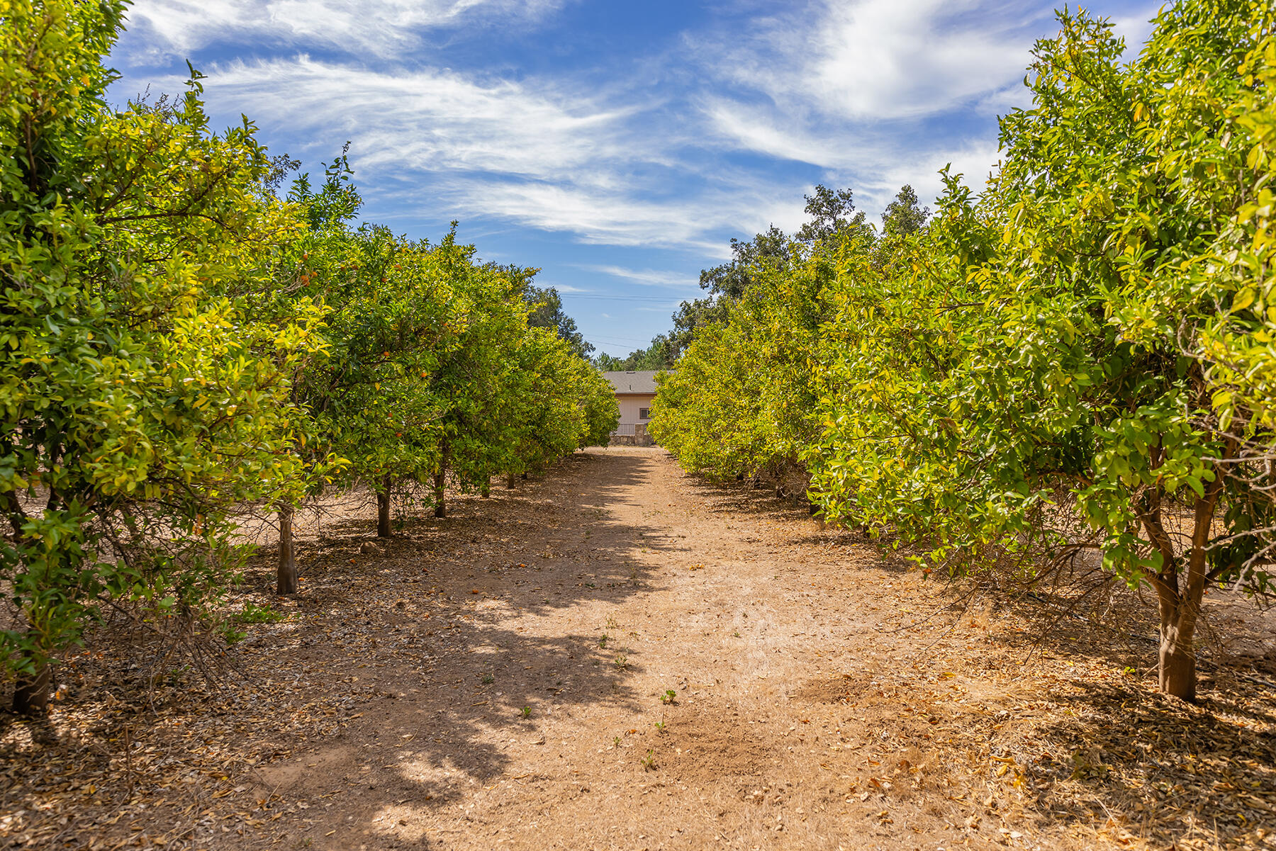 705 South Rice Road Ojai, CA 93023 - Photo 50 of 61 a view of a yard with plants and large trees