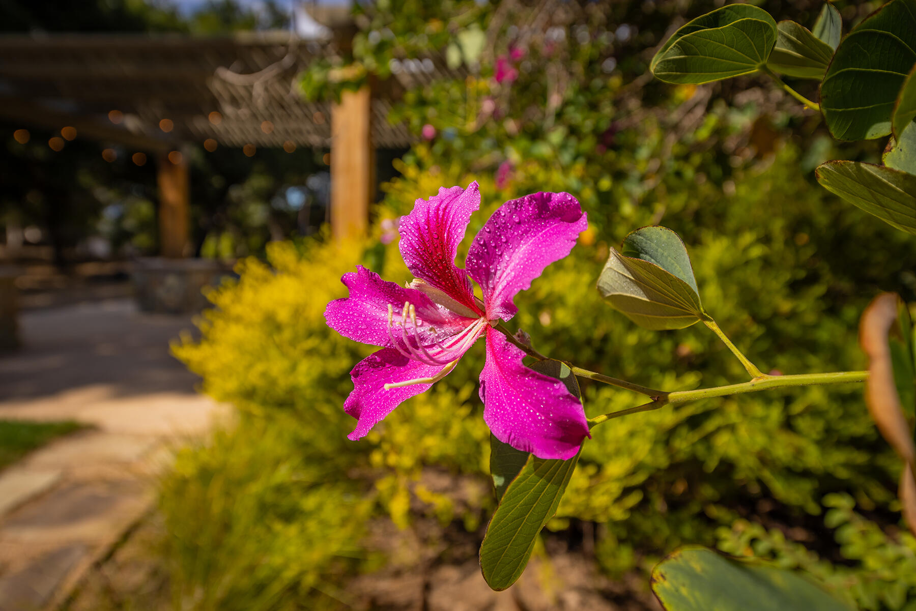 705 South Rice Road Ojai, CA 93023 - Photo 53 of 61 a view of a flower