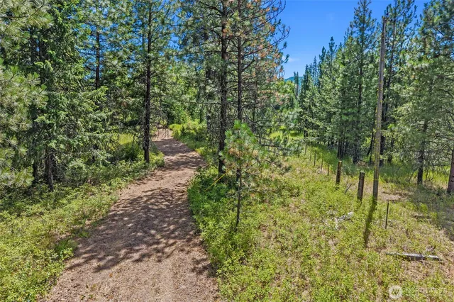 a view of a yard with plants and large trees