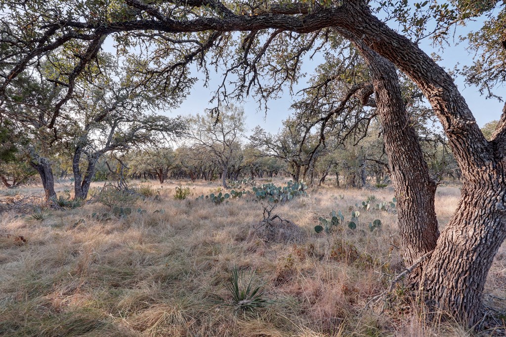 88 Wendel Road Harper, TX 78631 - Photo 10 of 20 a view of a yard