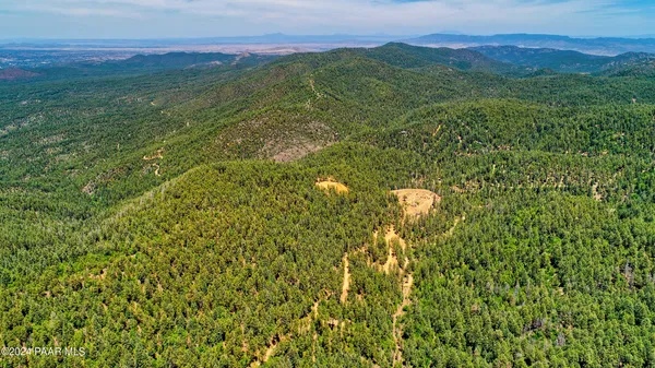 a view of a lush green forest with trees in the background