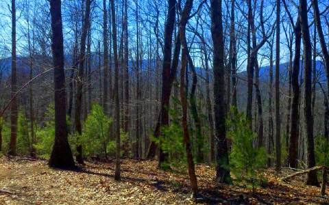 3 A Weeks Creek Road Blue Ridge, GA 30513 - Photo 1 of 1 Main View