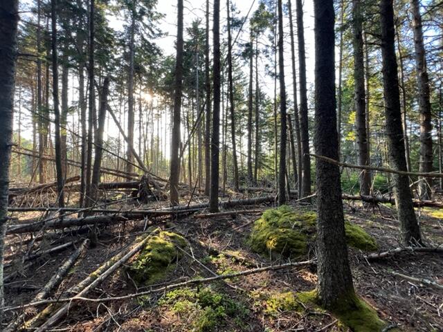 0 Fifield Point Road Stonington, ME 04681 - Photo 6 of 10 shepard 5