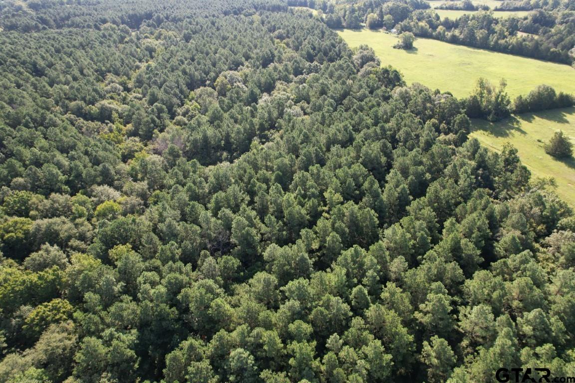 168-1 County Road 168 Long Branch, TX 75669 - Photo 14 of 37 a view of a forest with a forest