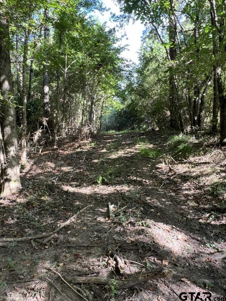 168-1 County Road 168 Long Branch, TX 75669 - Photo 20 of 37 a view of outdoor space with trees