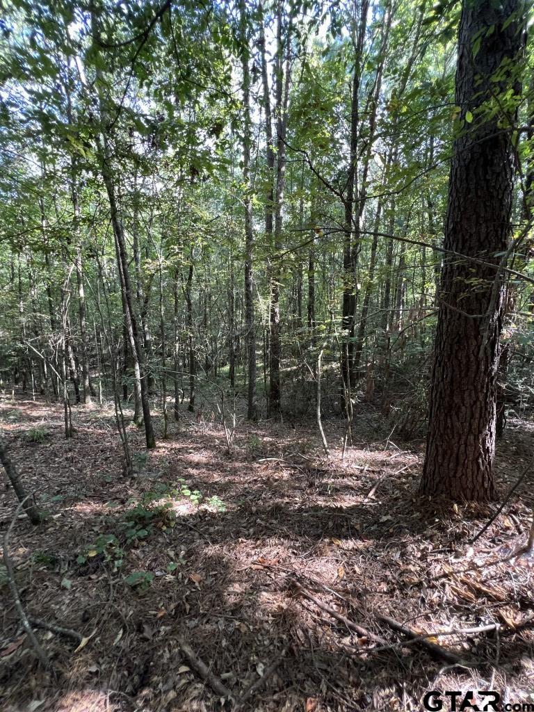 168-1 County Road 168 Long Branch, TX 75669 - Photo 23 of 37 a view of outdoor space with trees