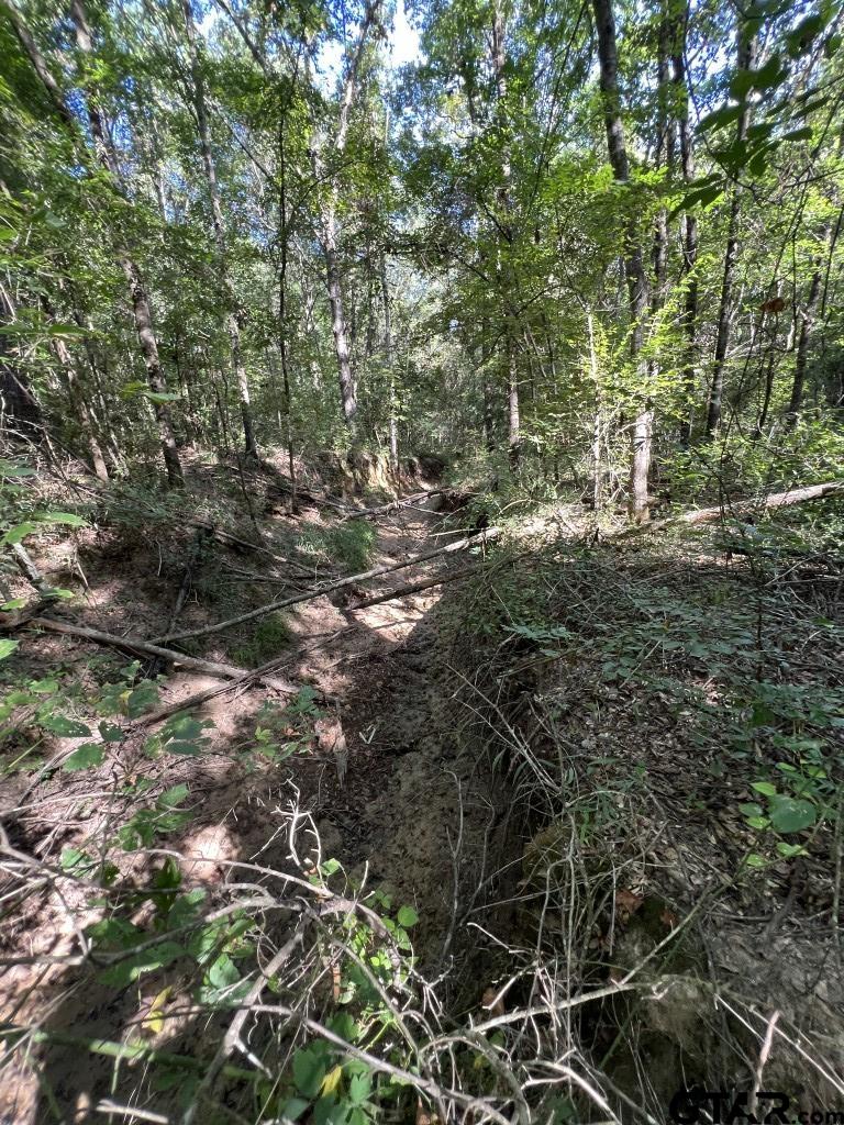 168-1 County Road 168 Long Branch, TX 75669 - Photo 27 of 37 a view of forest