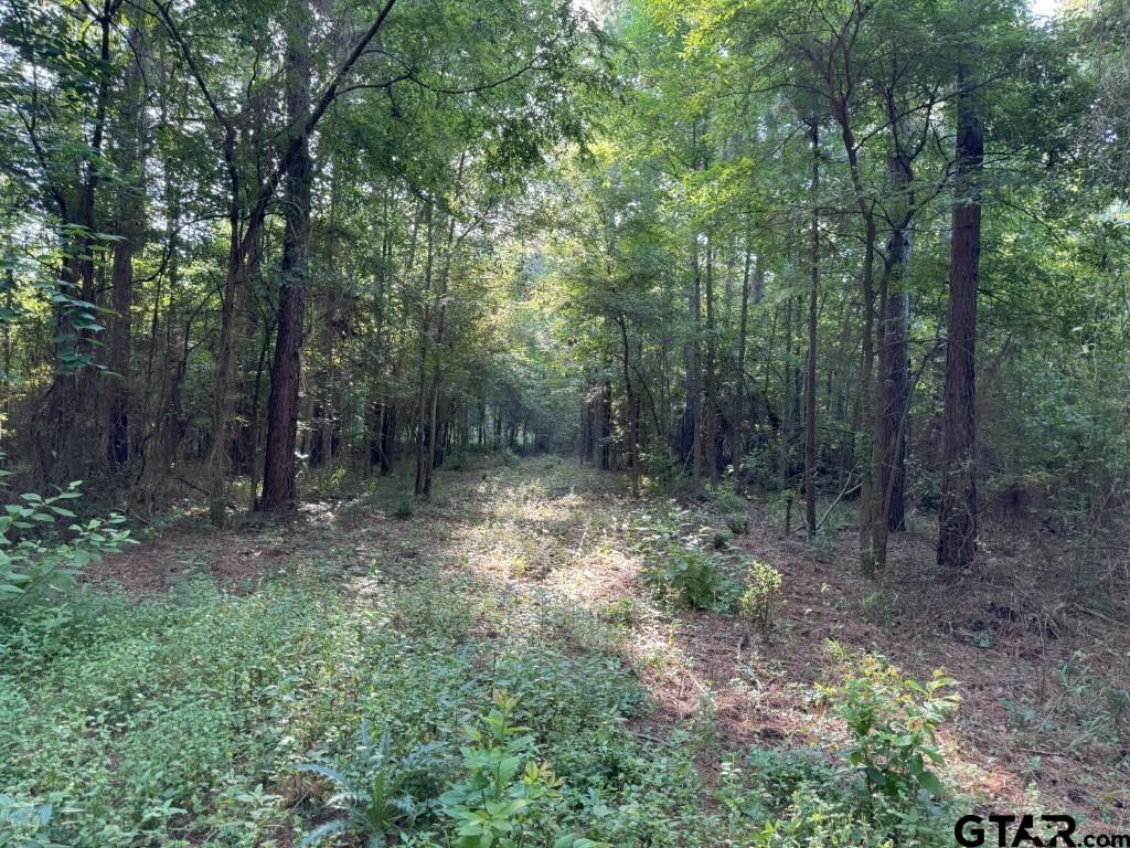 168-1 County Road 168 Long Branch, TX 75669 - Photo 33 of 37 a view of a forest with trees in the background
