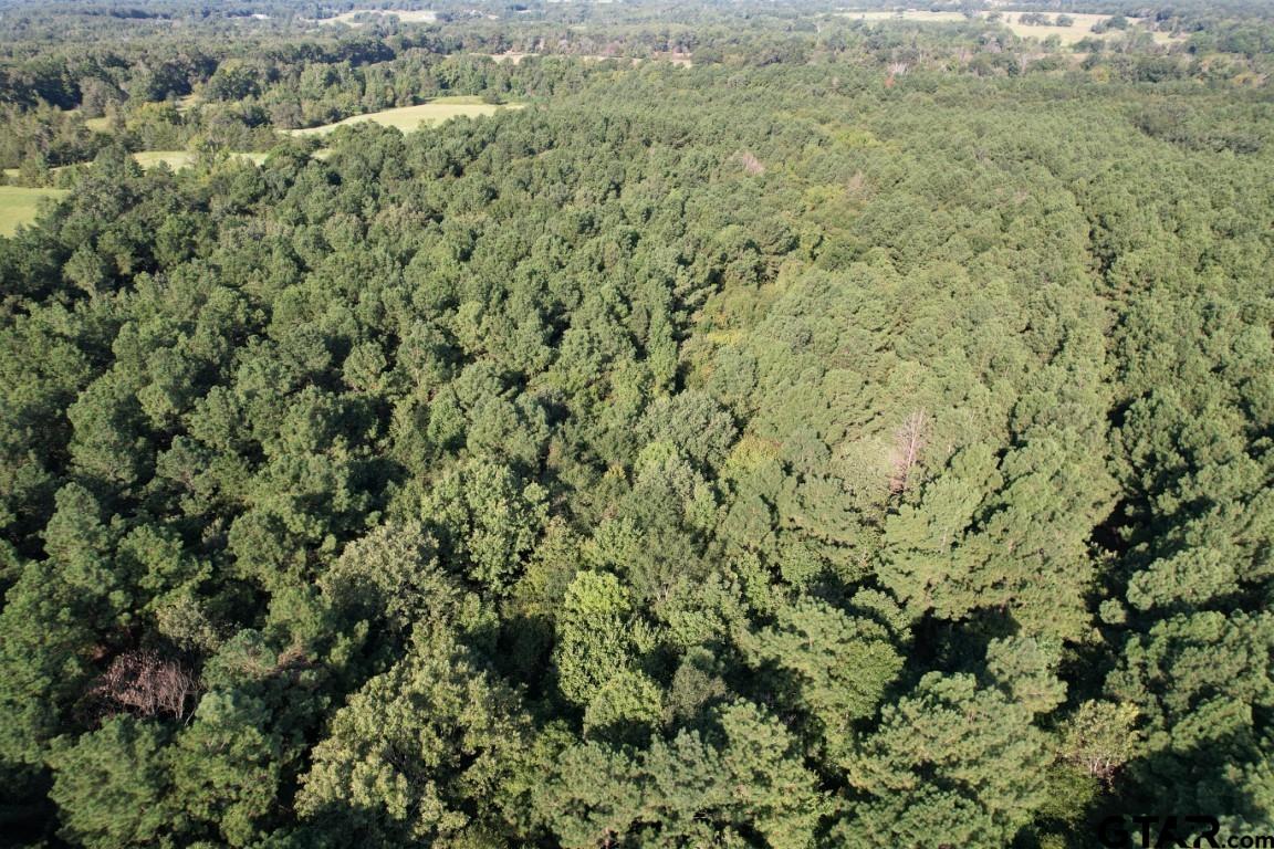 168-1 County Road 168 Long Branch, TX 75669 - Photo 5 of 37 view of a field of grass and trees