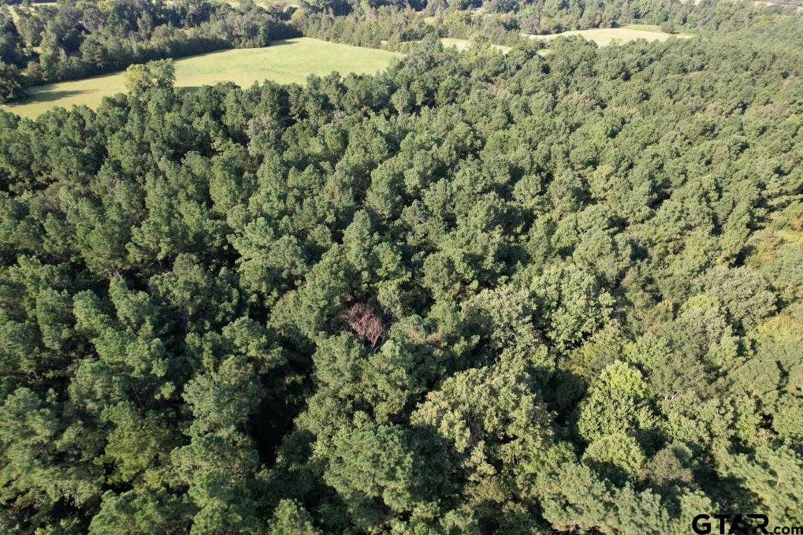 168-1 County Road 168 Long Branch, TX 75669 - Photo 6 of 37 a view of a large yard with lots of green space