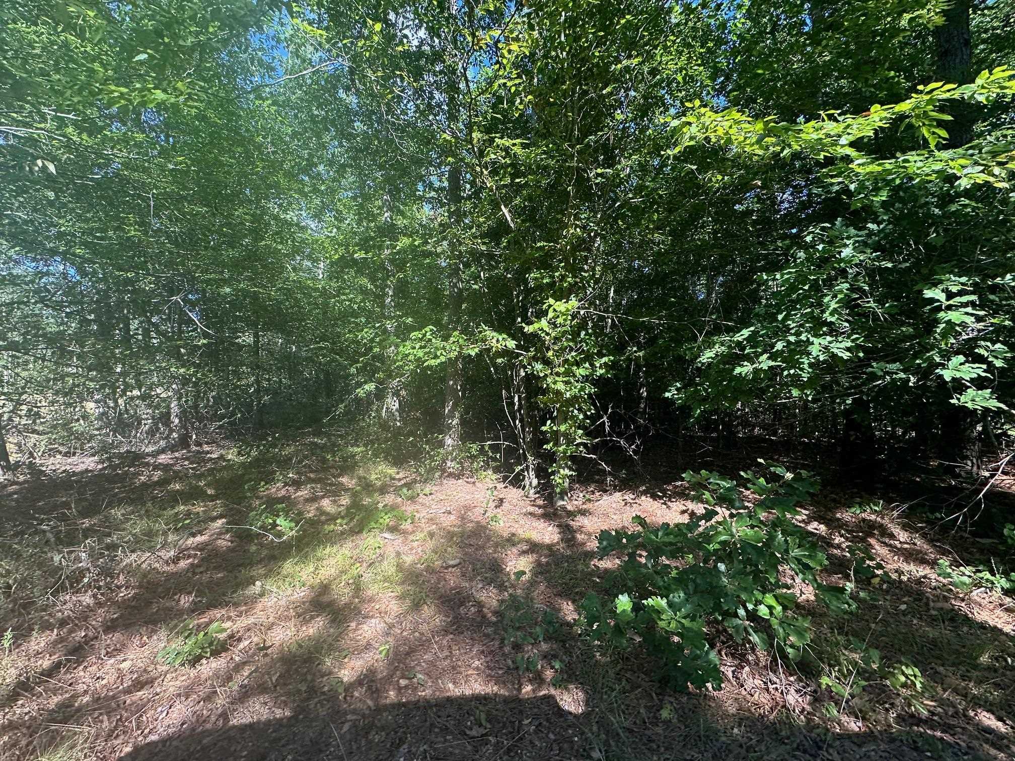 12 Bruton Road Savannah, TN 38372 - Photo 8 of 13 View of local wilderness