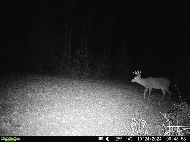 N6435 County Line Road Gleason, WI 54435 - Photo 5 of 20 Gallery Image 5