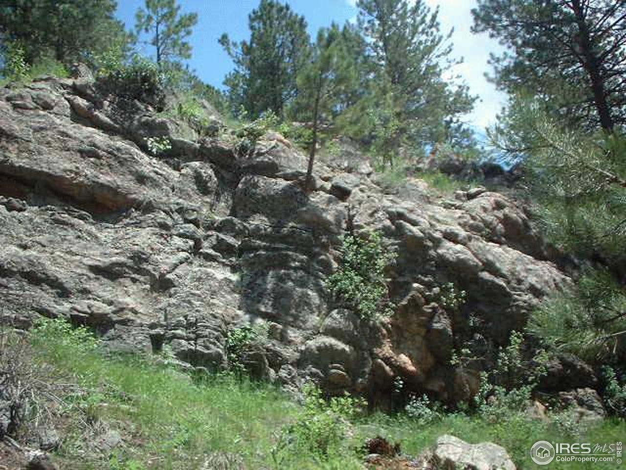1082 Davis Ranch Road Bellvue, CO 80512 - Photo 5 of 6 a view of a forest with a tree