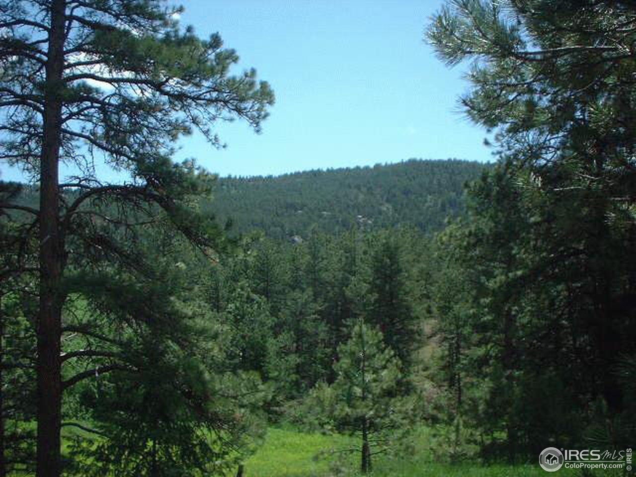 1082 Davis Ranch Road Bellvue, CO 80512 - Photo 6 of 6 a view of a forest with a tree in the background