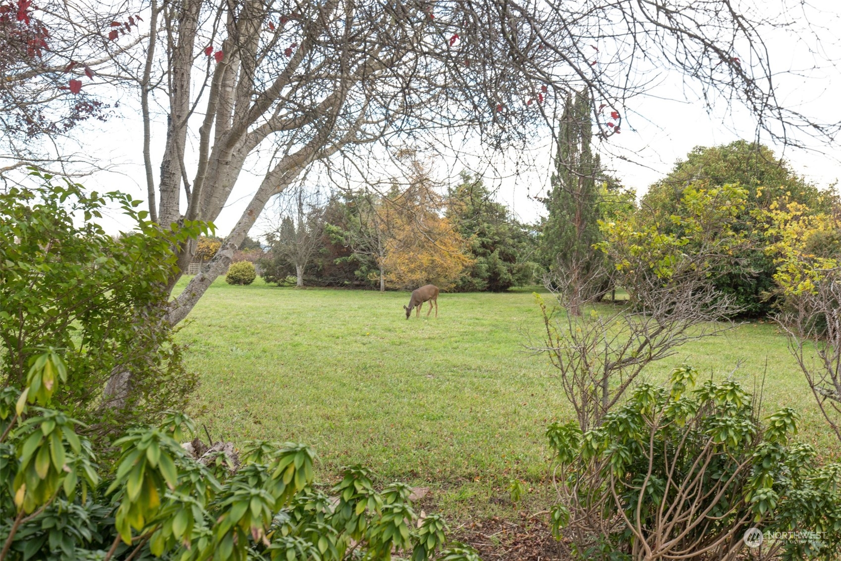 193 Mariners Point Road Sequim, WA 98382 - Photo 31 of 36 a ground with lots of tall trees