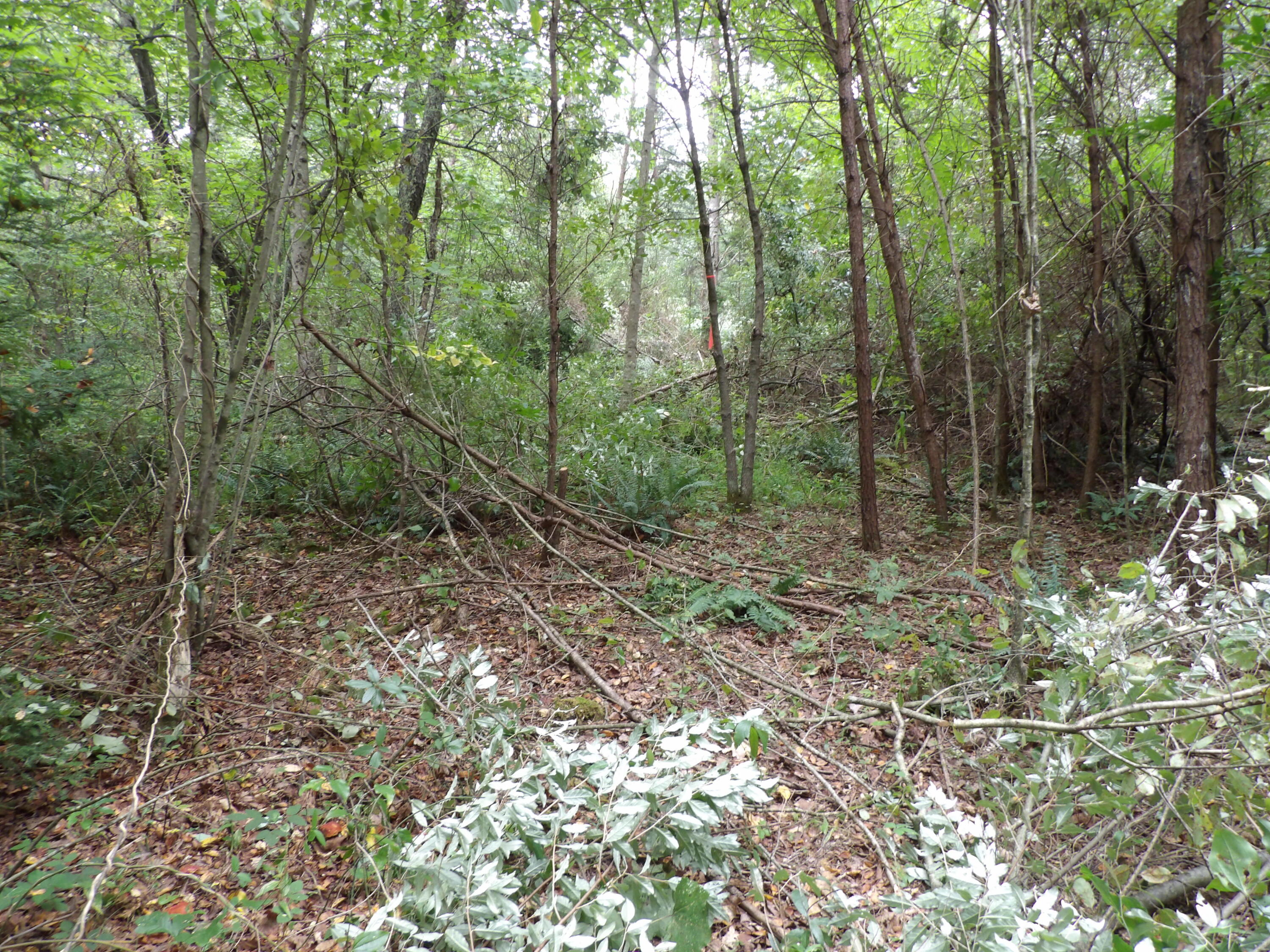 0 Bellview Road Pikeville, TN 37367 - Photo 3 of 20 100_3079