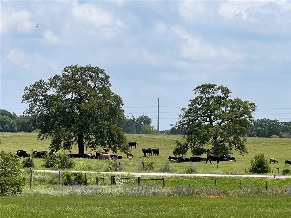 3522 Hunters Crossing Trail Bryan, TX 77808 - Photo 10 of 11 a view of a big yard with large trees