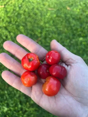 a view of a backyard