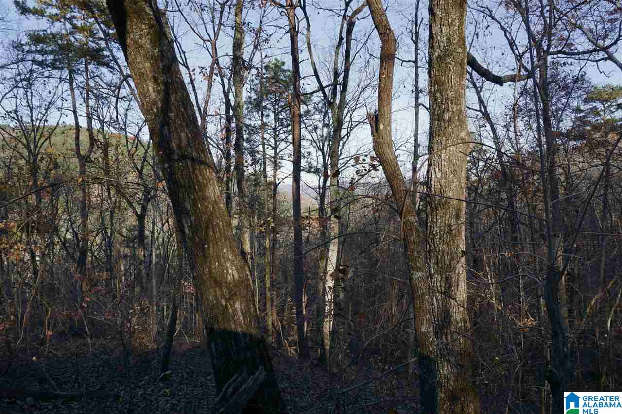 0 Whites Gap Road Jacksonville, AL 36265 - Photo 26 of 31