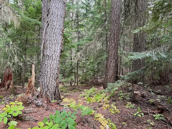 $139,000 | Nka Soggy Bottom Lane, Cusick, WA 99119