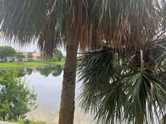 a couple of palm trees sitting in a yard next to a lake