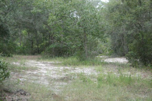 Lot 9 Pine Cone Inlet Beach Inlet Beach, FL 32461 - Photo 1 of 3 a view of a lake with a yard