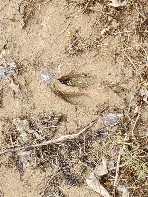 0 Beach Road Rock Stream, NY 14878 - Photo 8 of 42