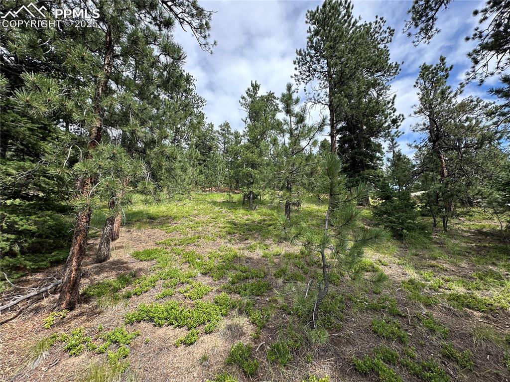 116 Happy Valley Road Manitou Springs, CO 80829 - Photo 1 of 25 a big yard with lots of green space and bushes
