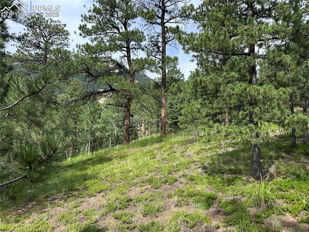 116 Happy Valley Road Manitou Springs, CO 80829 - Photo 12 of 25 a view of a yard with plants and a small tree