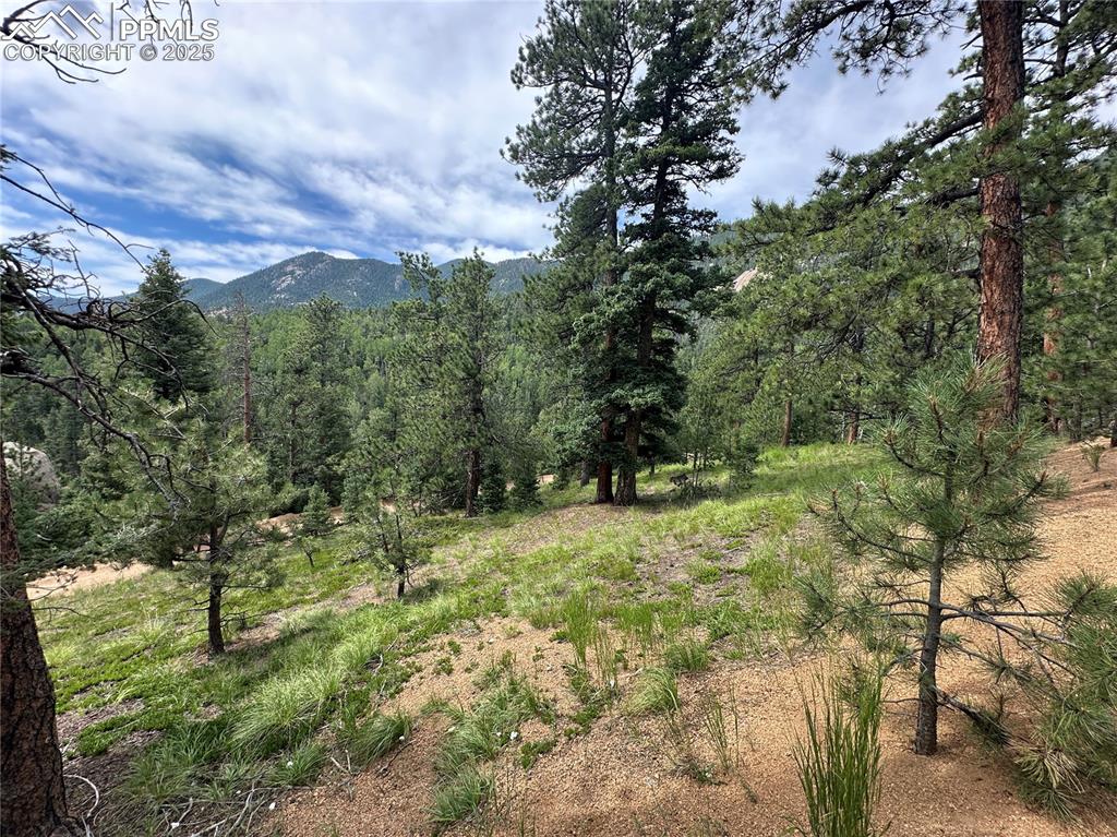 116 Happy Valley Road Manitou Springs, CO 80829 - Photo 4 of 25 a view of a yard with a tree