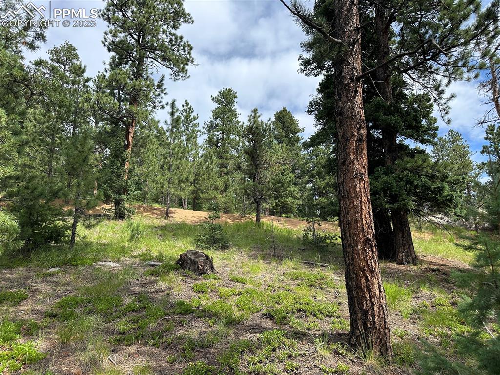 116 Happy Valley Road Manitou Springs, CO 80829 - Photo 6 of 25 a view of a garden with a tree