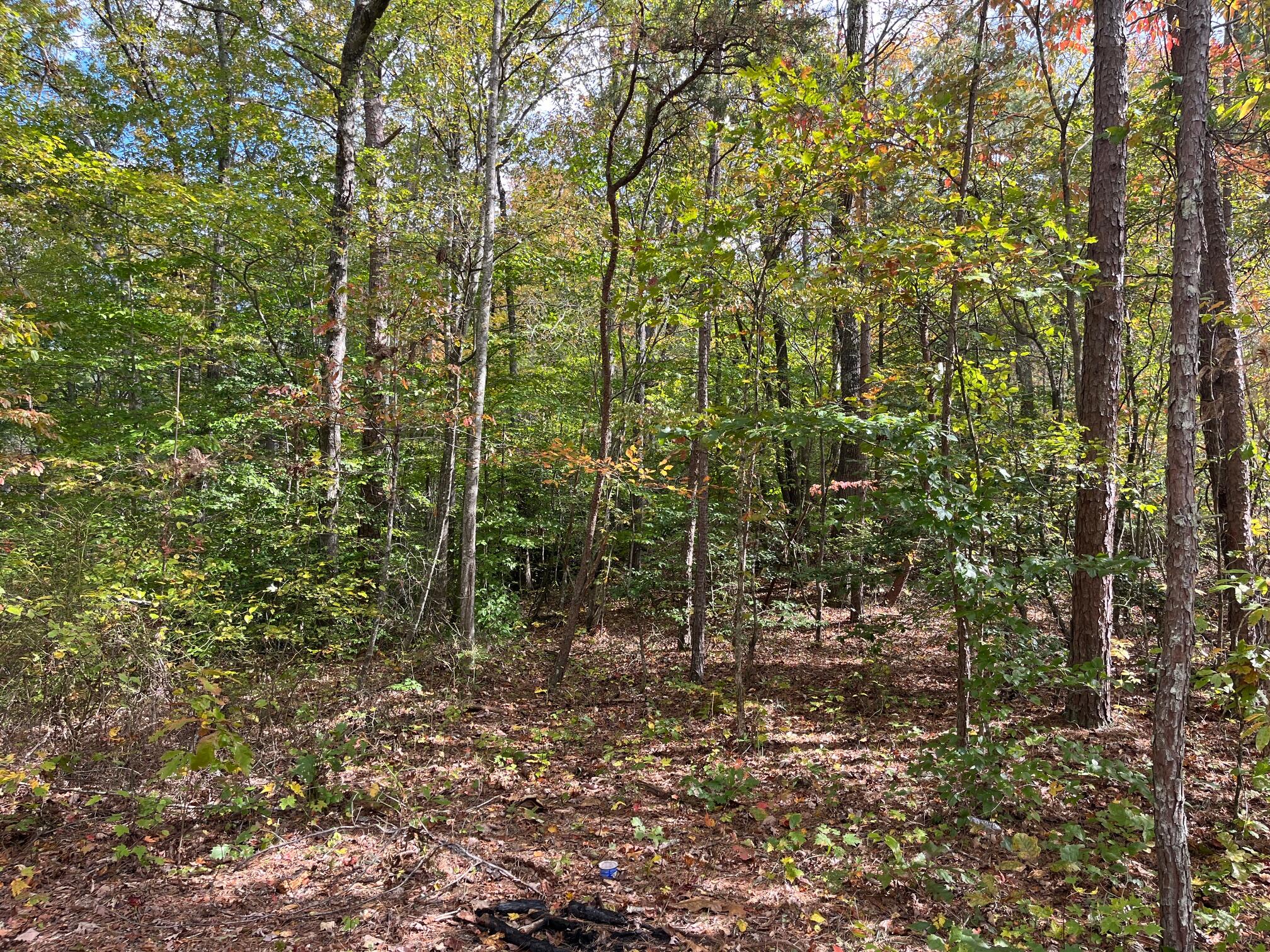 1111 Bee Creek Road Corbin, KY 40701 - Photo 1 of 38 image0 - 2025-11-26T171327.085
