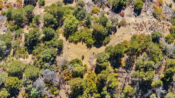 a view of a forest with a tree