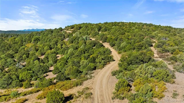 a view of a yard with a plant and a building in the background