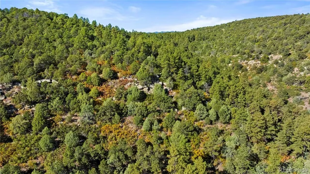 a view of a big yard with plants and large trees