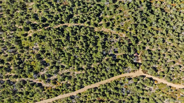 a close up of a plant