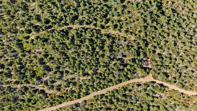 a close up of a plant