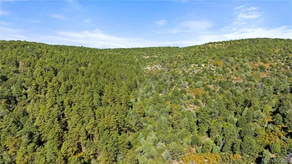 a close up of a plant