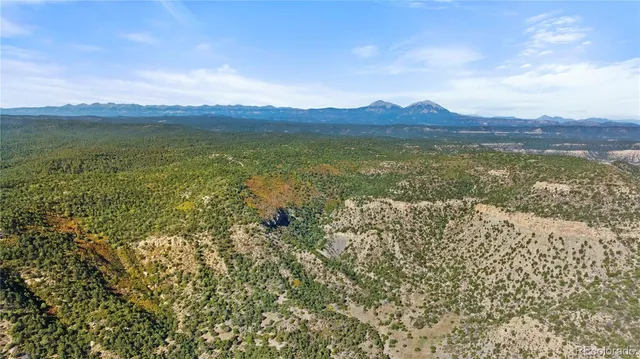 a view of a lush green forest