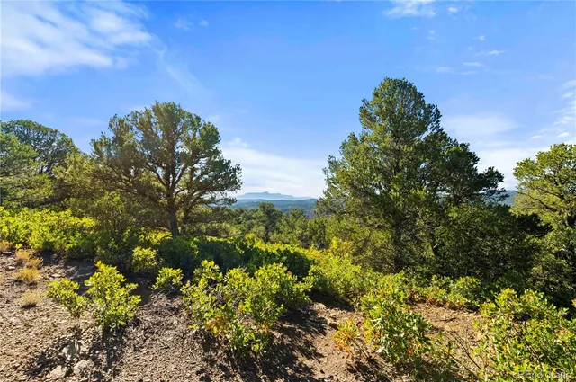 a view of a bunch of trees and bushes