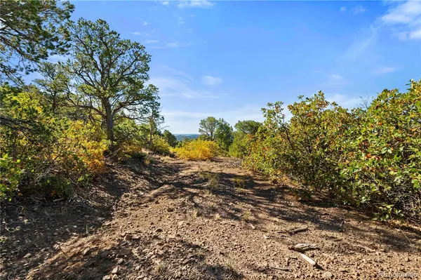 a view of a tree with a yard