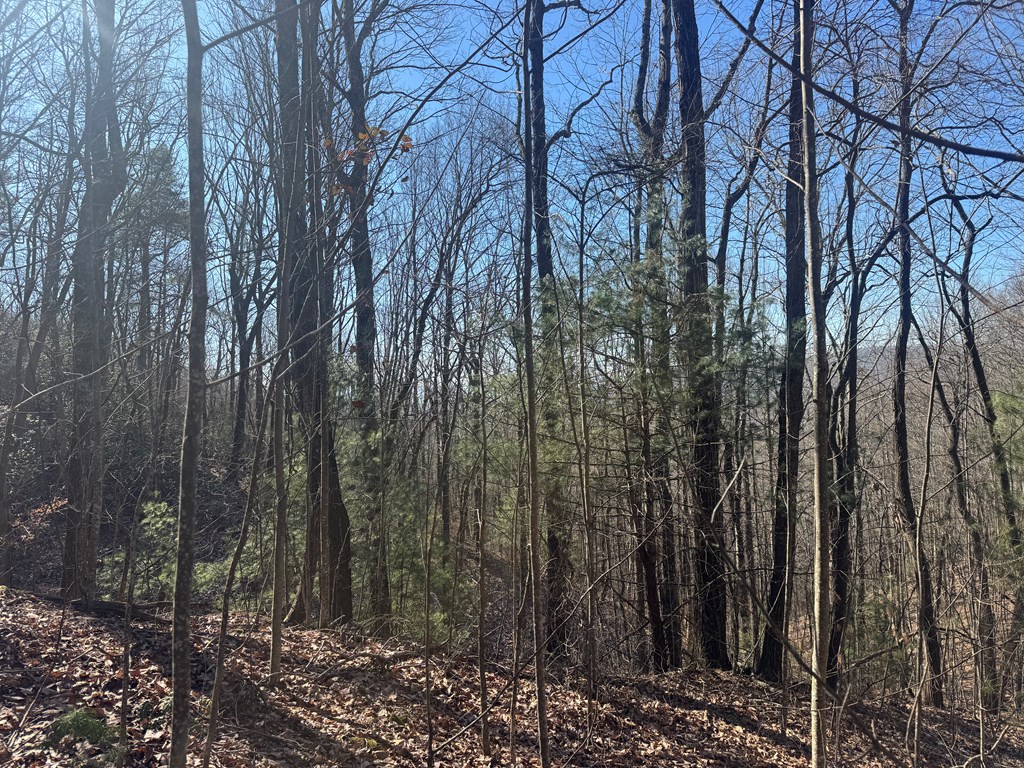 17 Oak Ridge Estates Murphy, NC 28906 - Photo 6 of 10 a view of forest