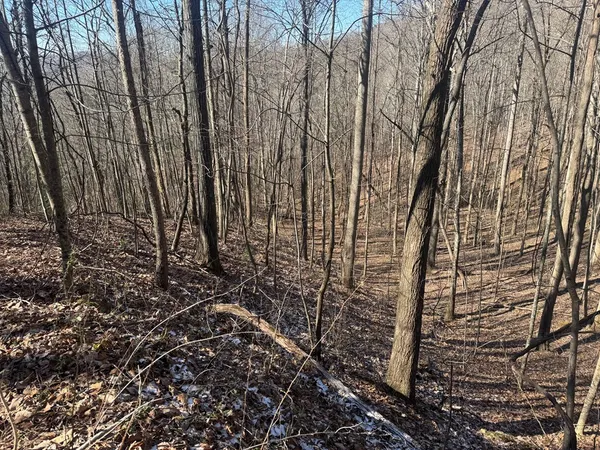 a view of a backyard with large trees