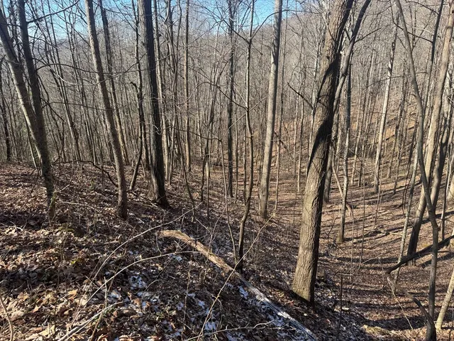 a view of a backyard with large trees