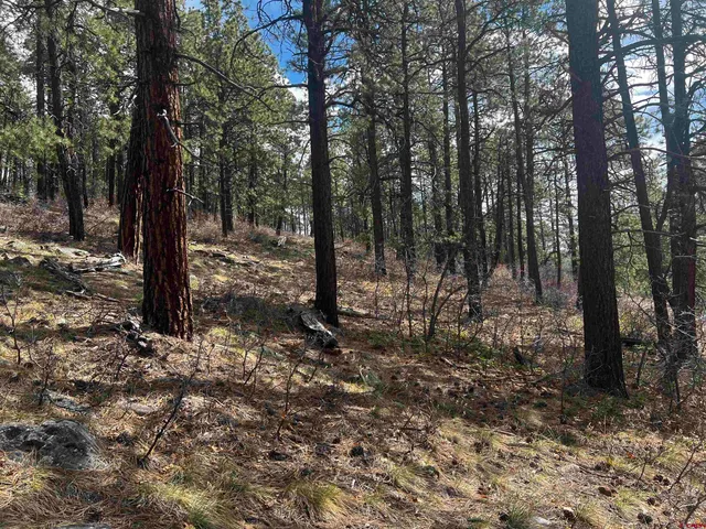 a view of a forest filled with trees