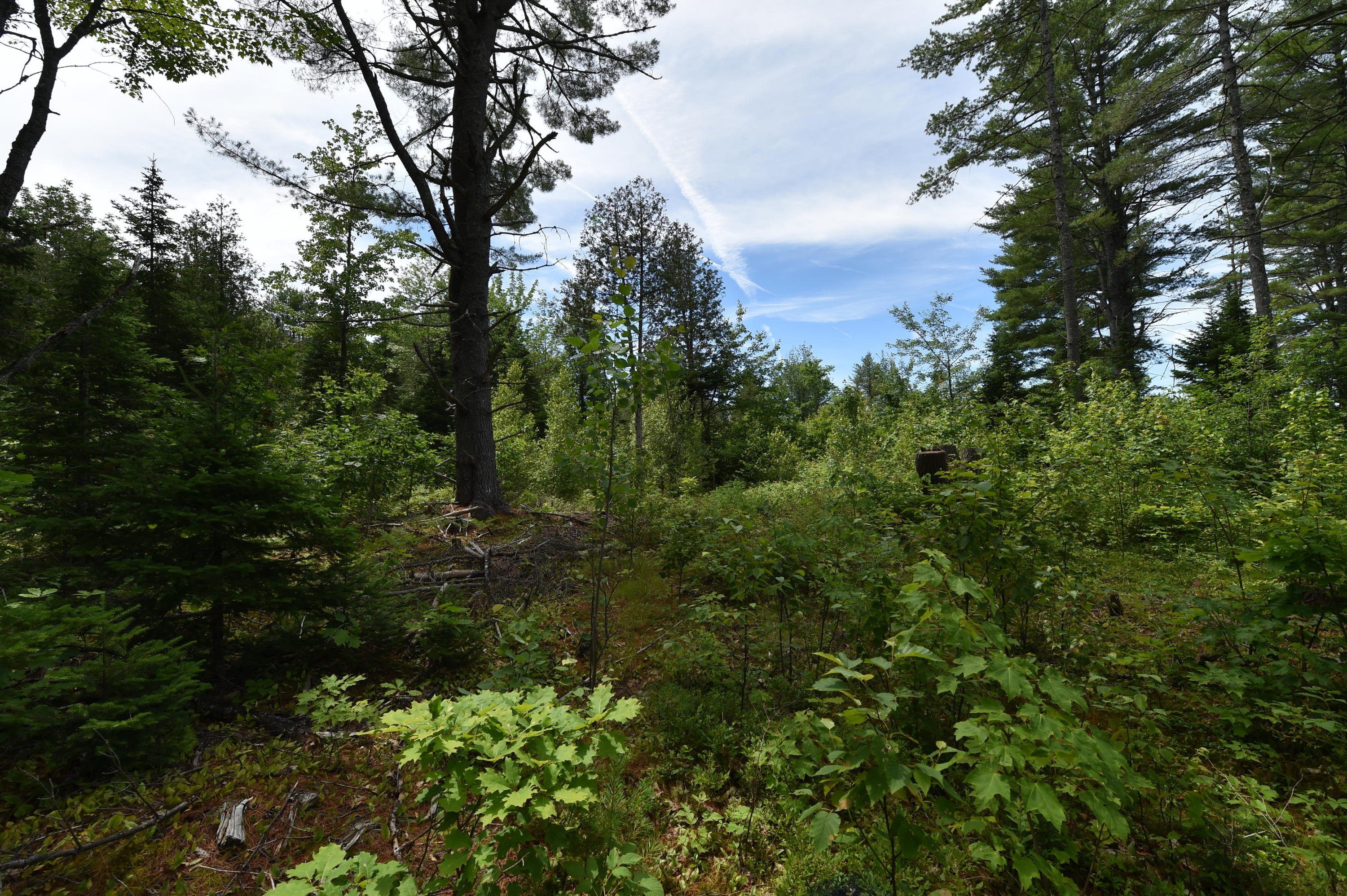 0 Dunham Road Etna, ME 04434 - Photo 5 of 17 DSC_9128