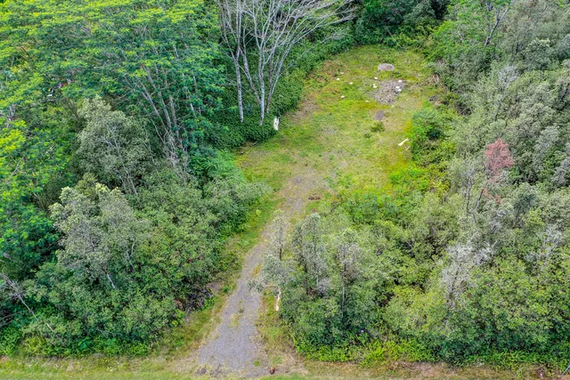 a view of a garden with a tree