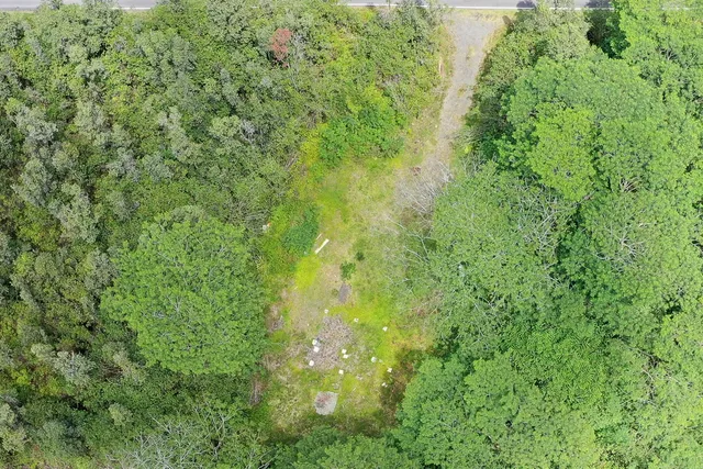 a view of a lush green forest
